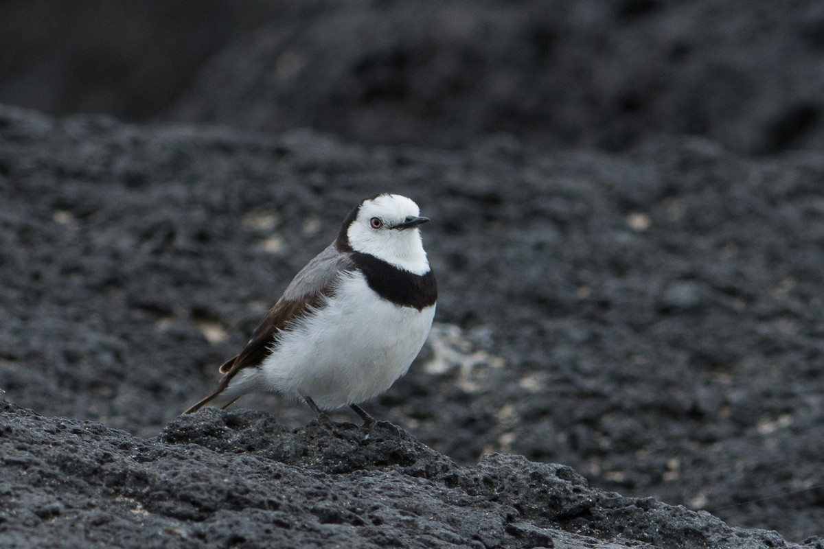 White-fronted Chat - ML42582081