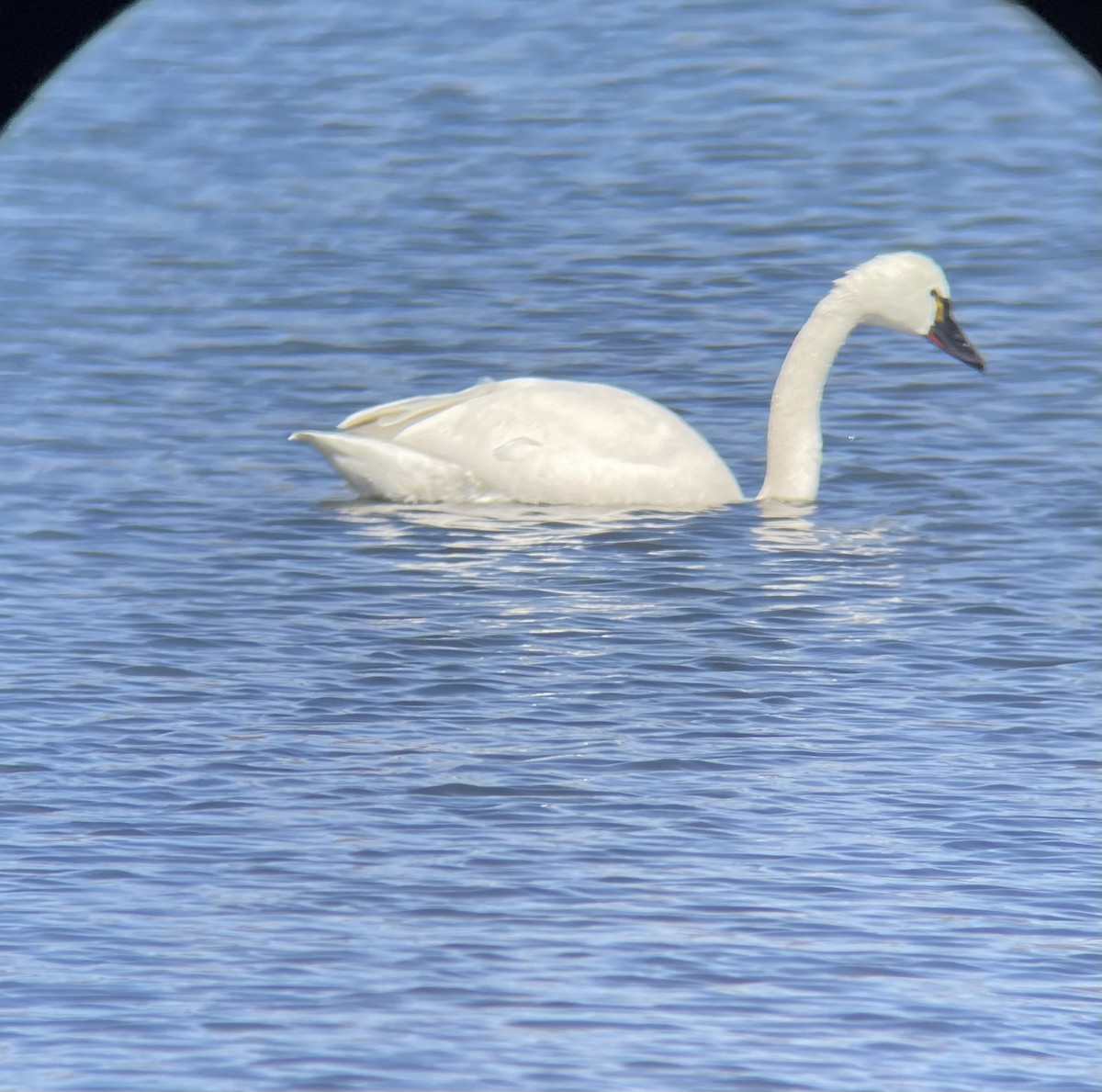 Tundra Swan (Whistling) - ML425822561