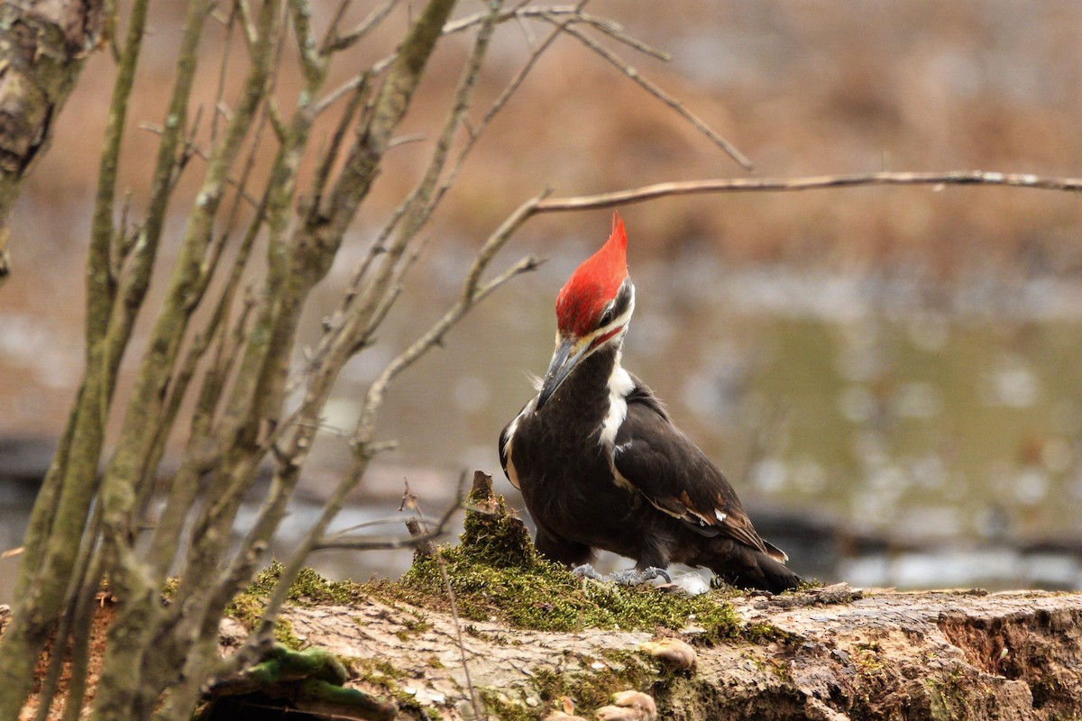 Pileated Woodpecker - ML425825451
