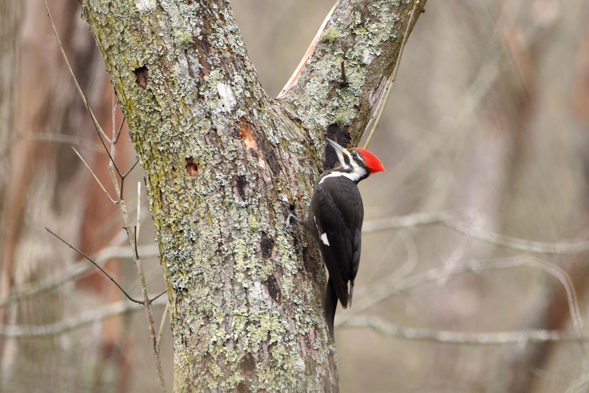 Pileated Woodpecker - ML425825461
