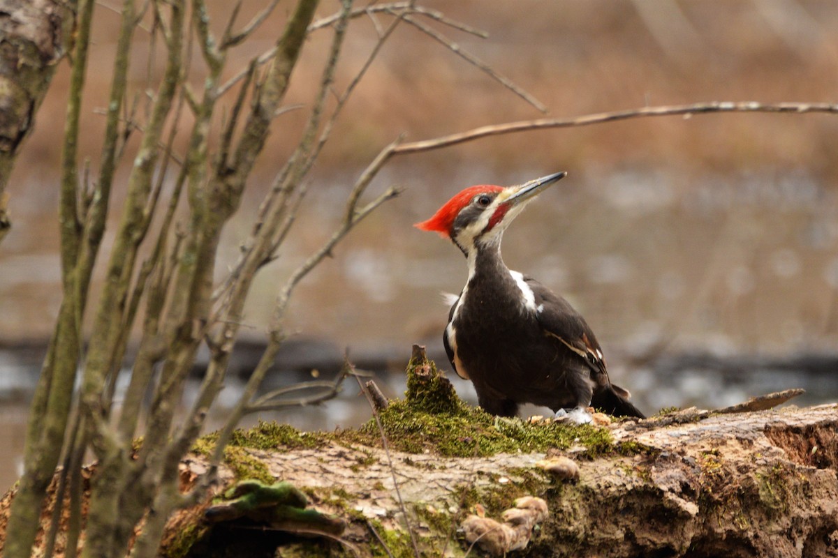 Pileated Woodpecker - ML425825491