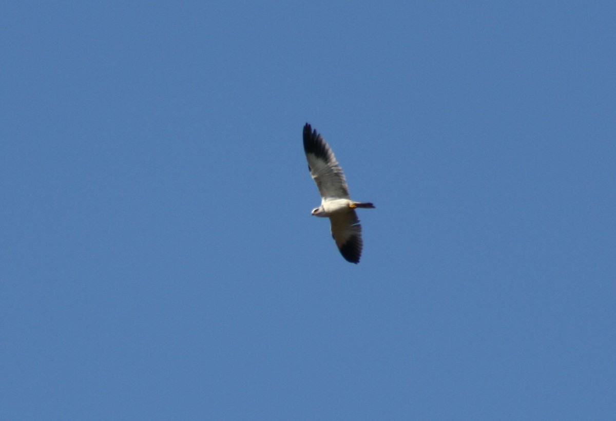 Black-winged Kite - Alexandre Hespanhol Leitão