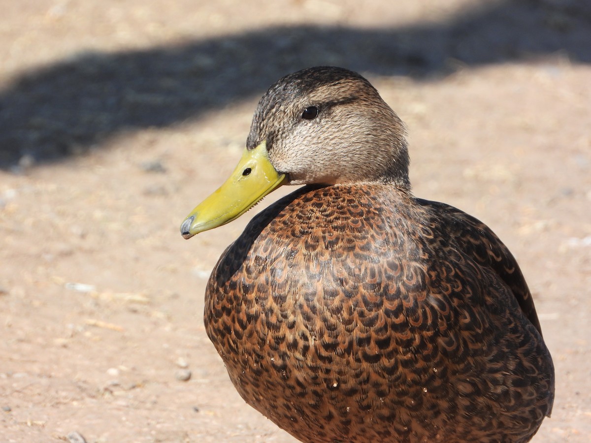Mexican Duck - ML425828301