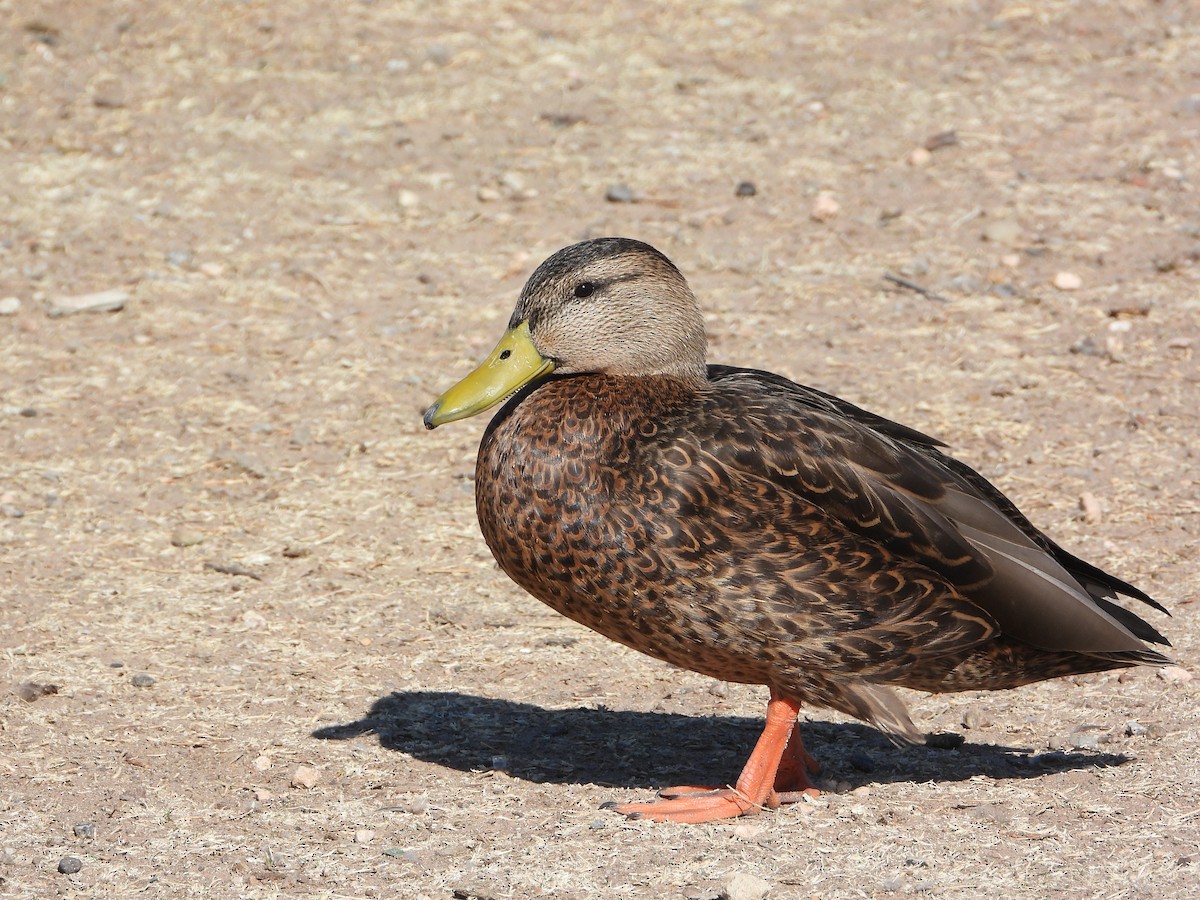 Mexican Duck - ML425828411