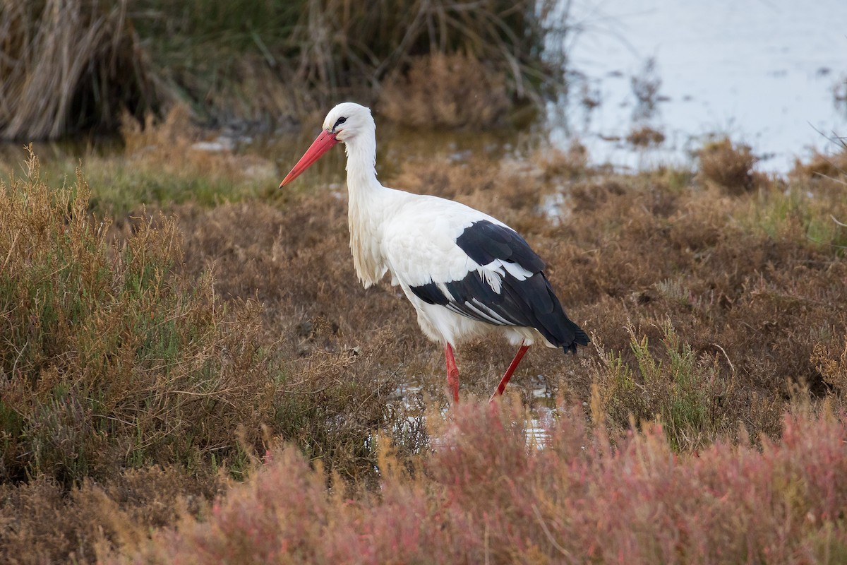 White Stork - John Reynolds