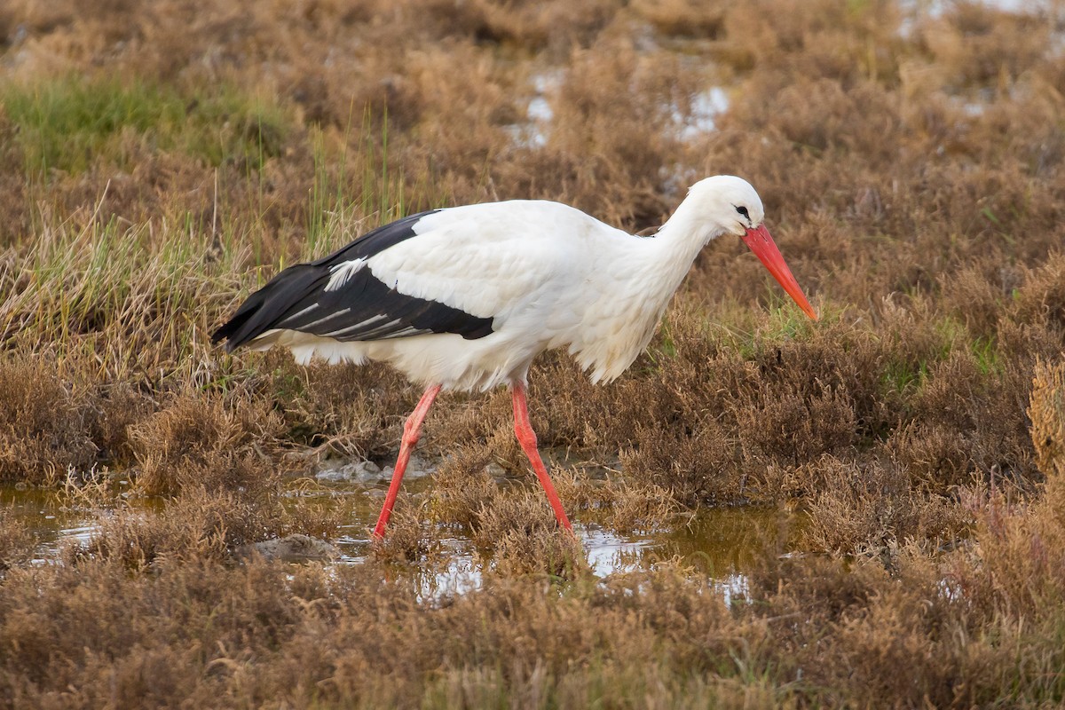 White Stork - John Reynolds