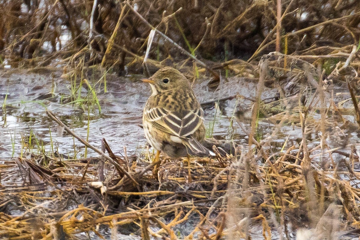 Meadow Pipit - ML42583081