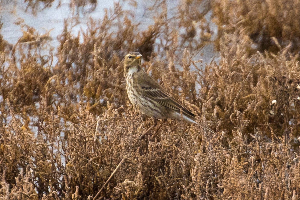 Water Pipit - ML42583091