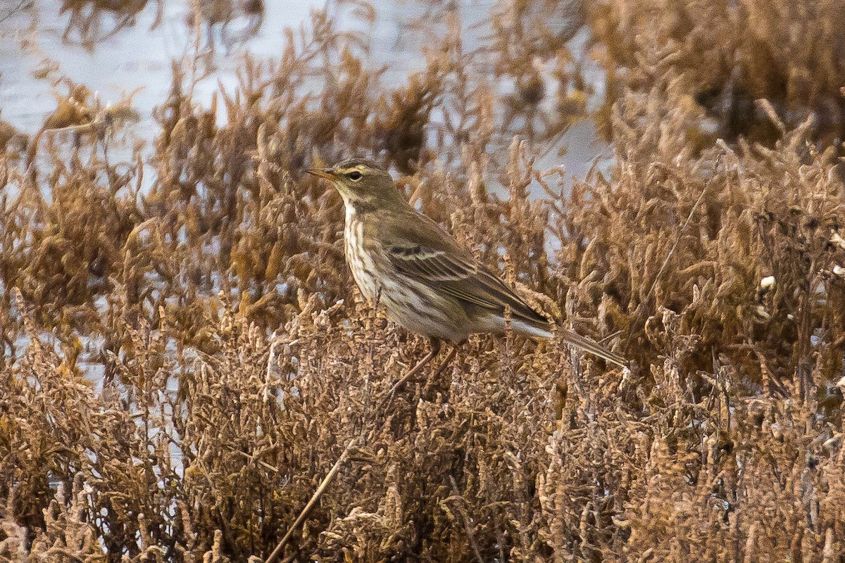 Water Pipit - ML42583101