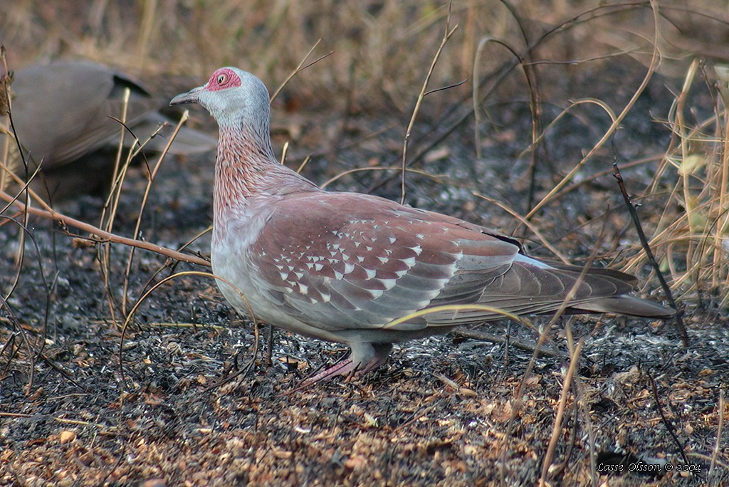 Speckled Pigeon - ML425835131