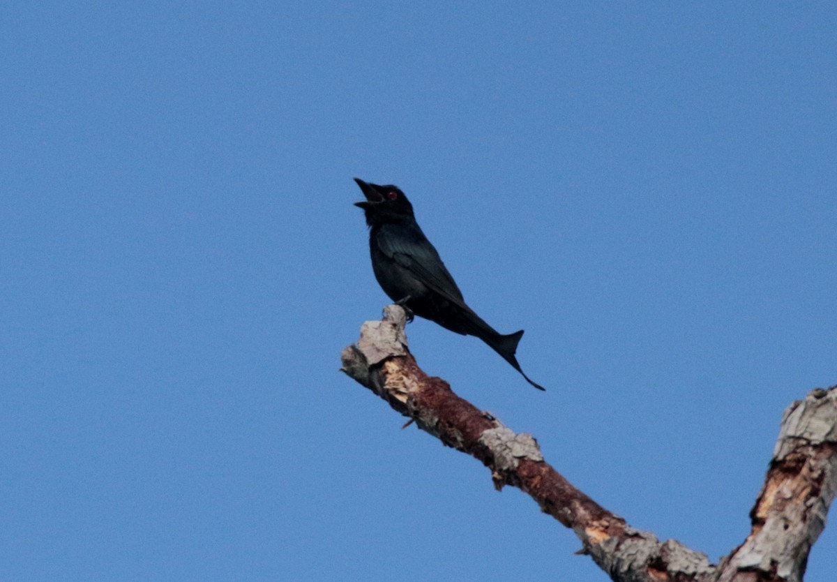 Crow-billed Drongo - Fadzrun A.