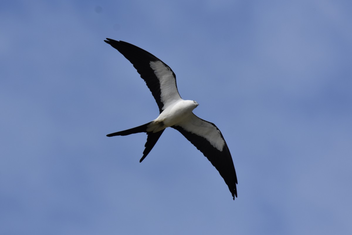 Swallow-tailed Kite - ML425852421