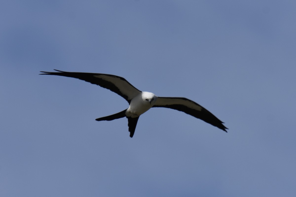Swallow-tailed Kite - Hannah Leabhart