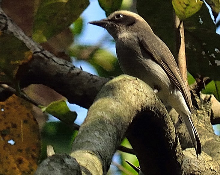 Common Woodshrike - Biswanath Mondal