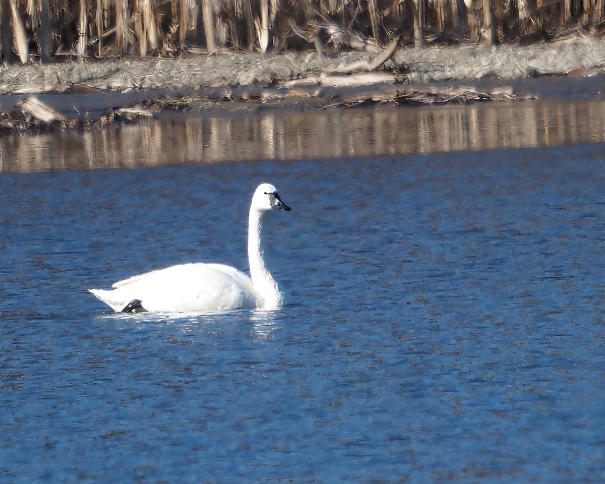Tundra Swan (Whistling) - ML425853891