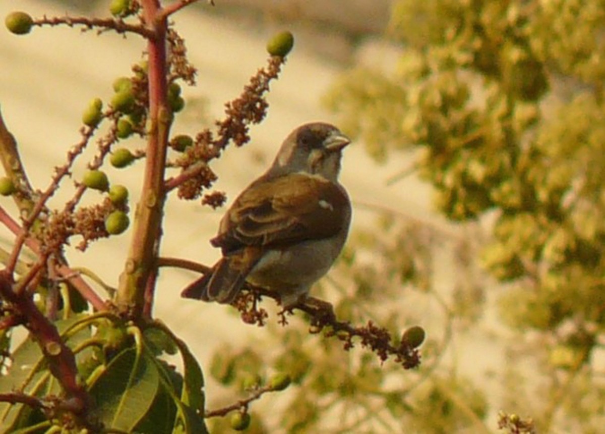 Northern Gray-headed Sparrow - ML42585831