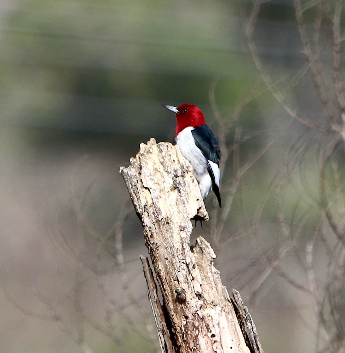 Red-headed Woodpecker - ML425861971