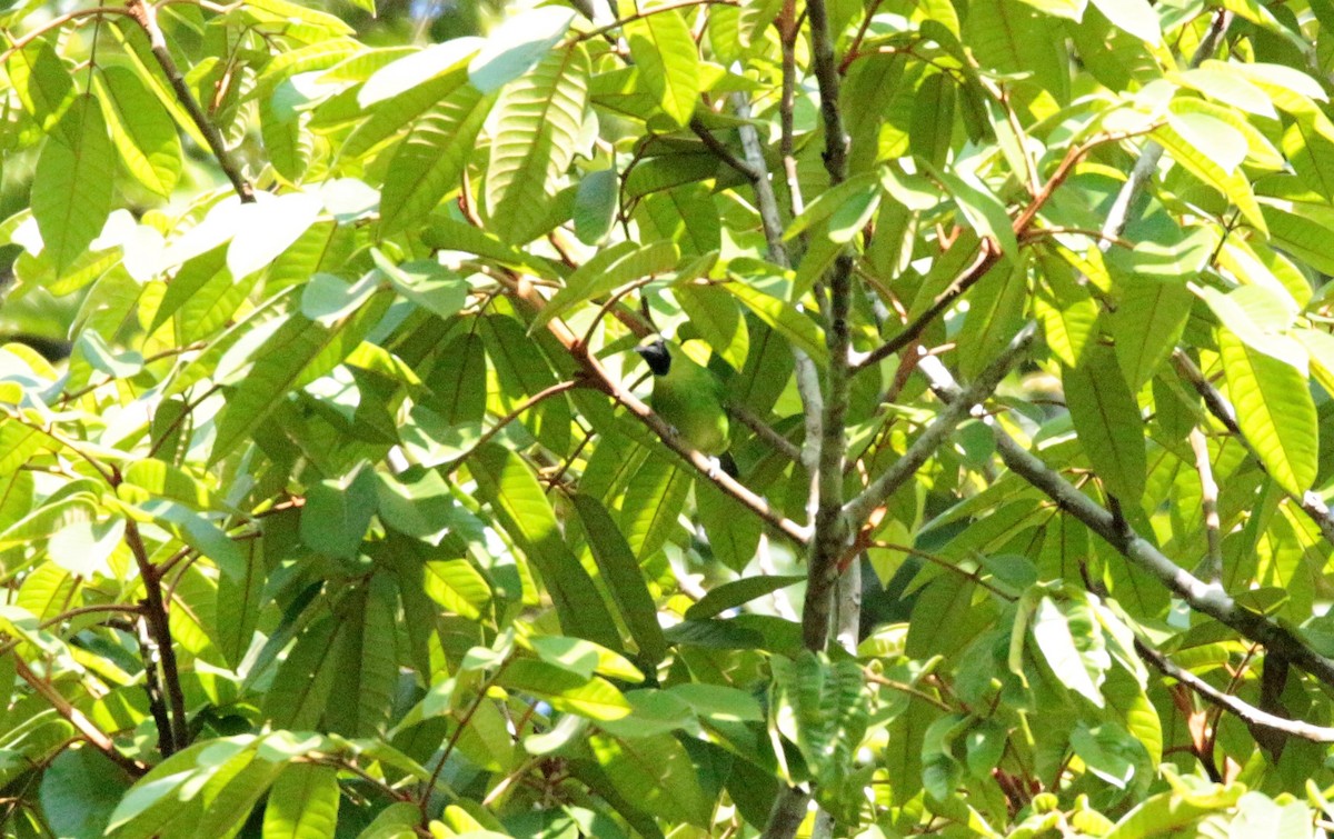 Lesser Green Leafbird - ML42586811