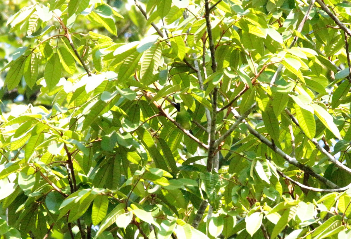 Lesser Green Leafbird - ML42586831