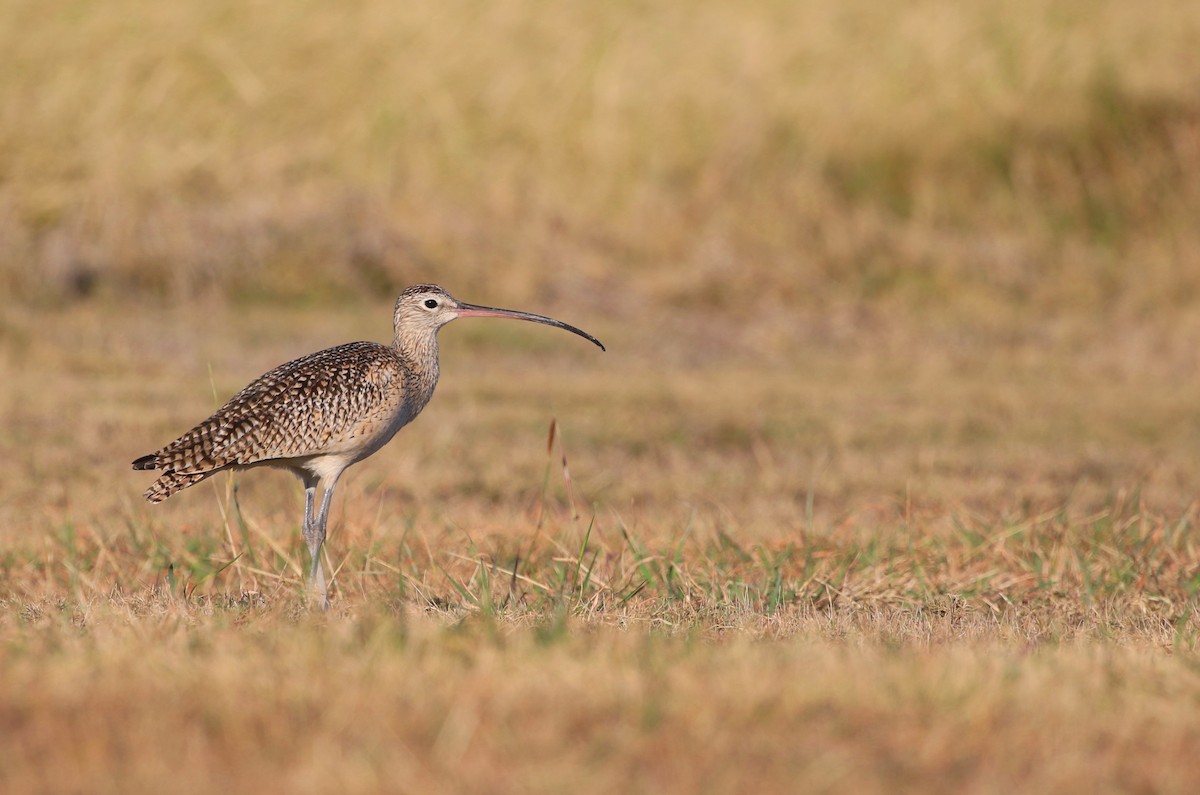 Long-billed Curlew - ML425868991