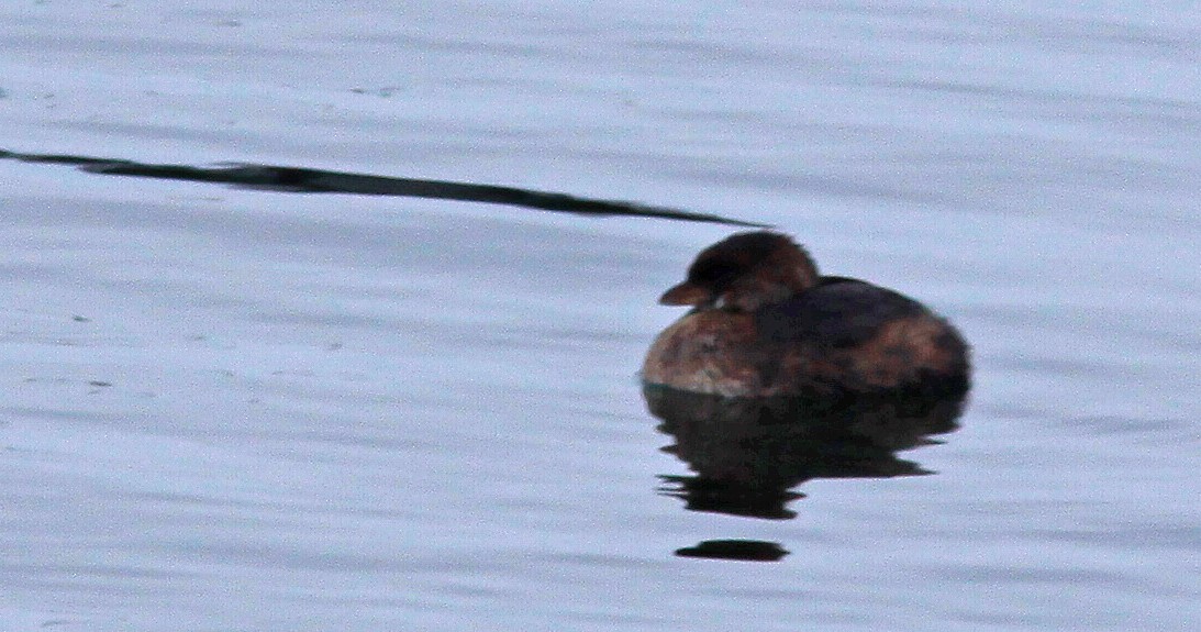 Pied-billed Grebe - Gilles Ethier