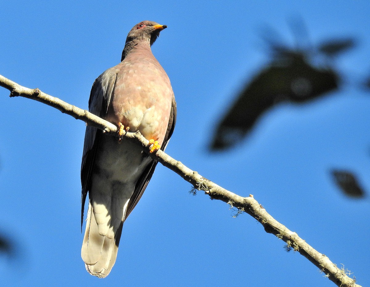 Band-tailed Pigeon - Aidan Brubaker
