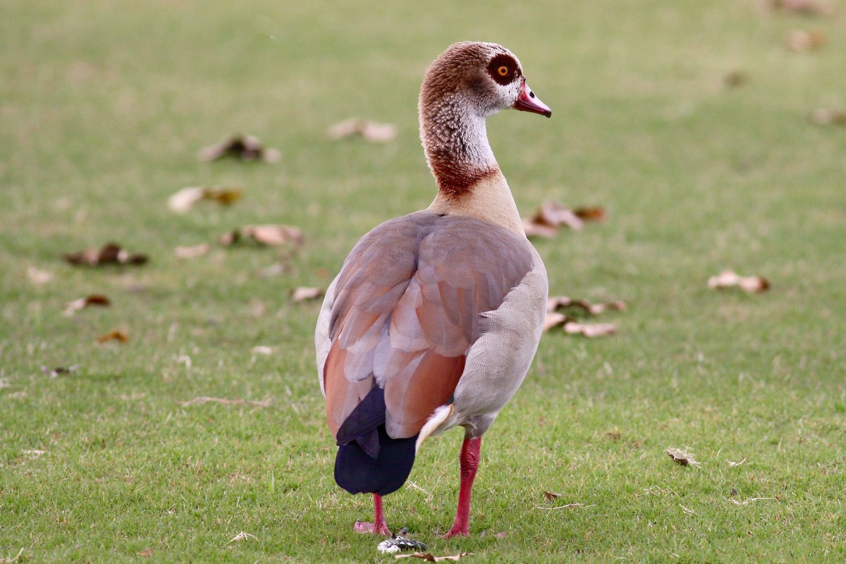 Egyptian Goose - Ronald Newhouse