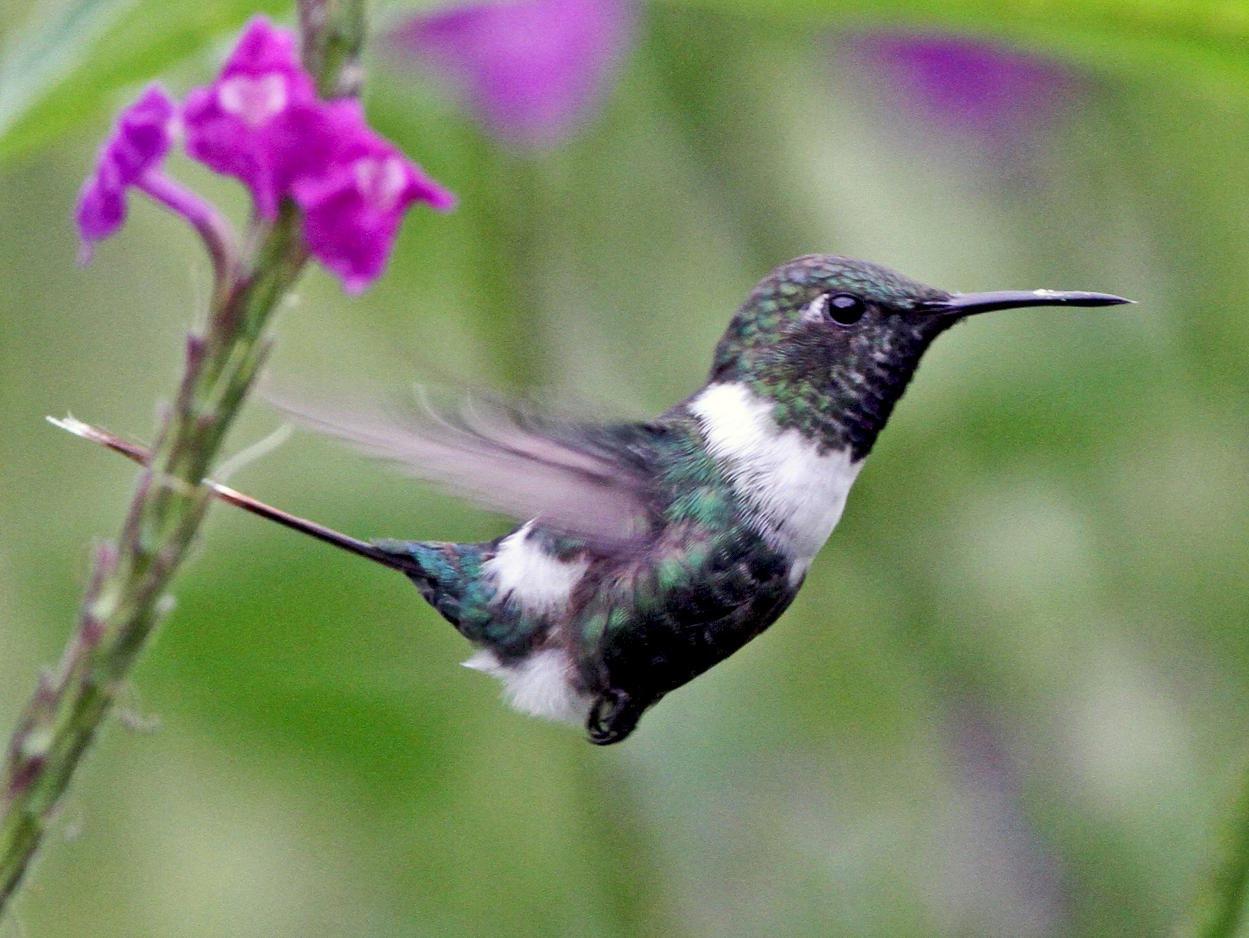 Sparkling-tailed Hummingbird - Georges Duriaux