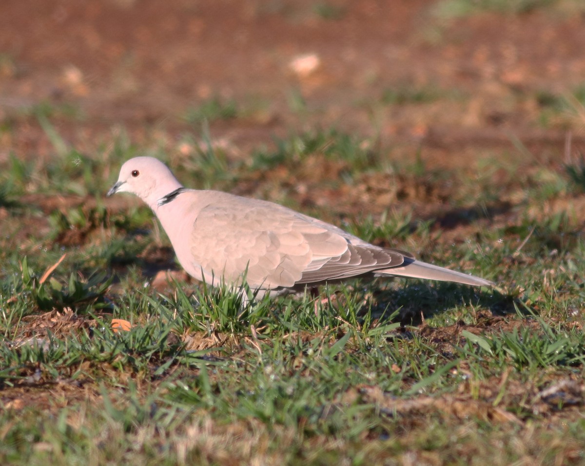 Eurasian Collared-Dove - ML425876441
