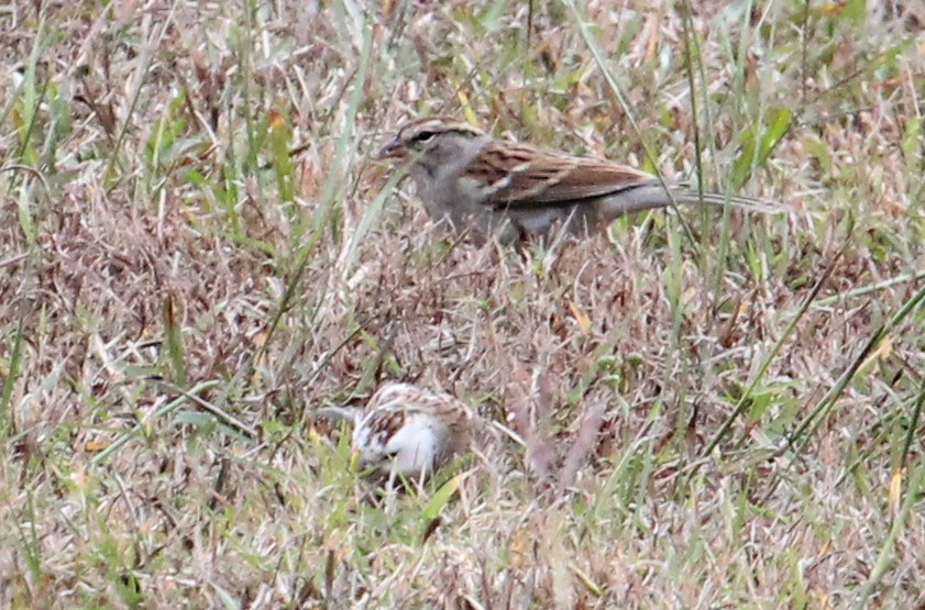 Chipping Sparrow - ML42587861