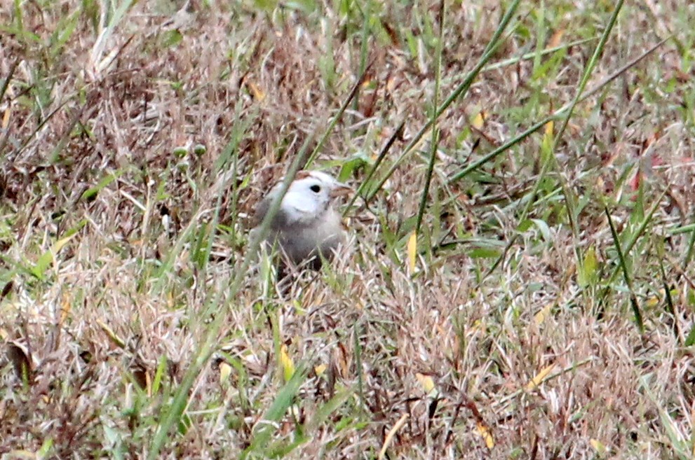 Chipping Sparrow - ML42587871