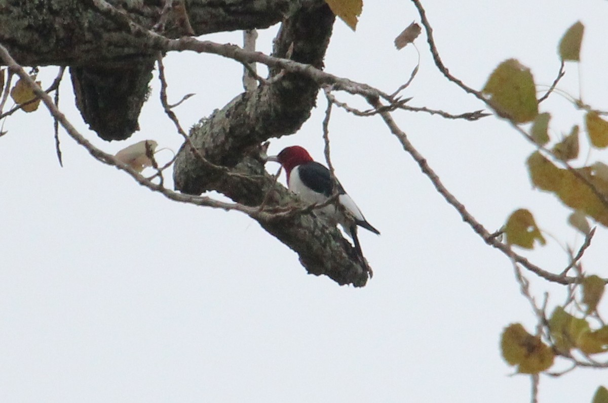 Red-headed Woodpecker - Mark Scheuerman