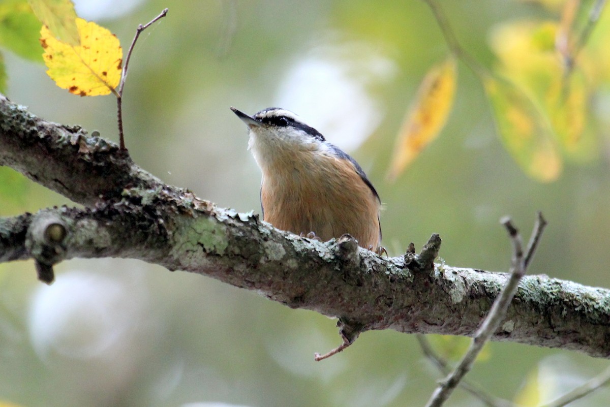 Red-breasted Nuthatch - ML42588341