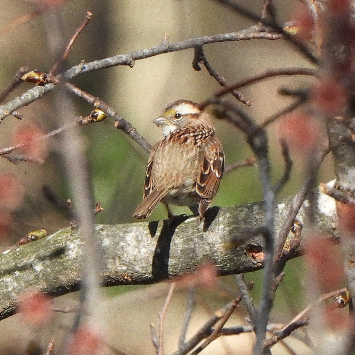 White-throated Sparrow - ML425885251