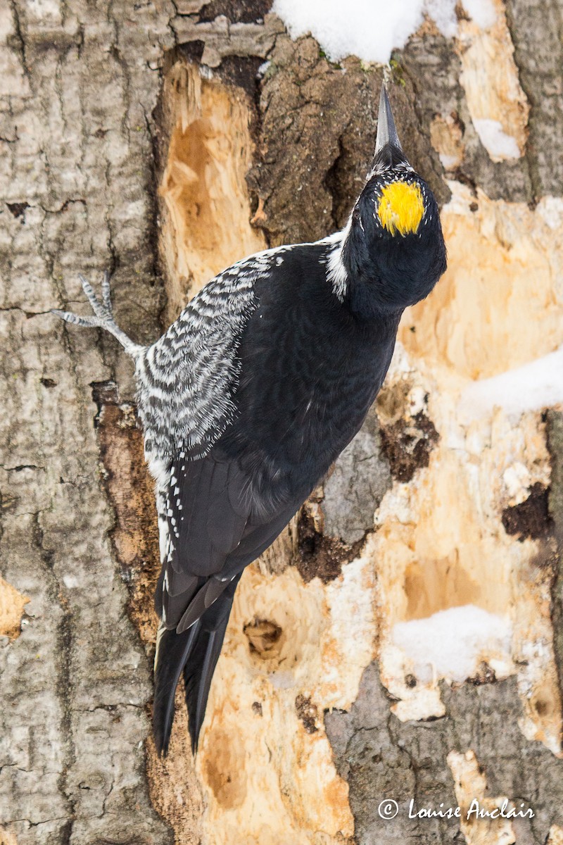 Black-backed Woodpecker - Louise Auclair