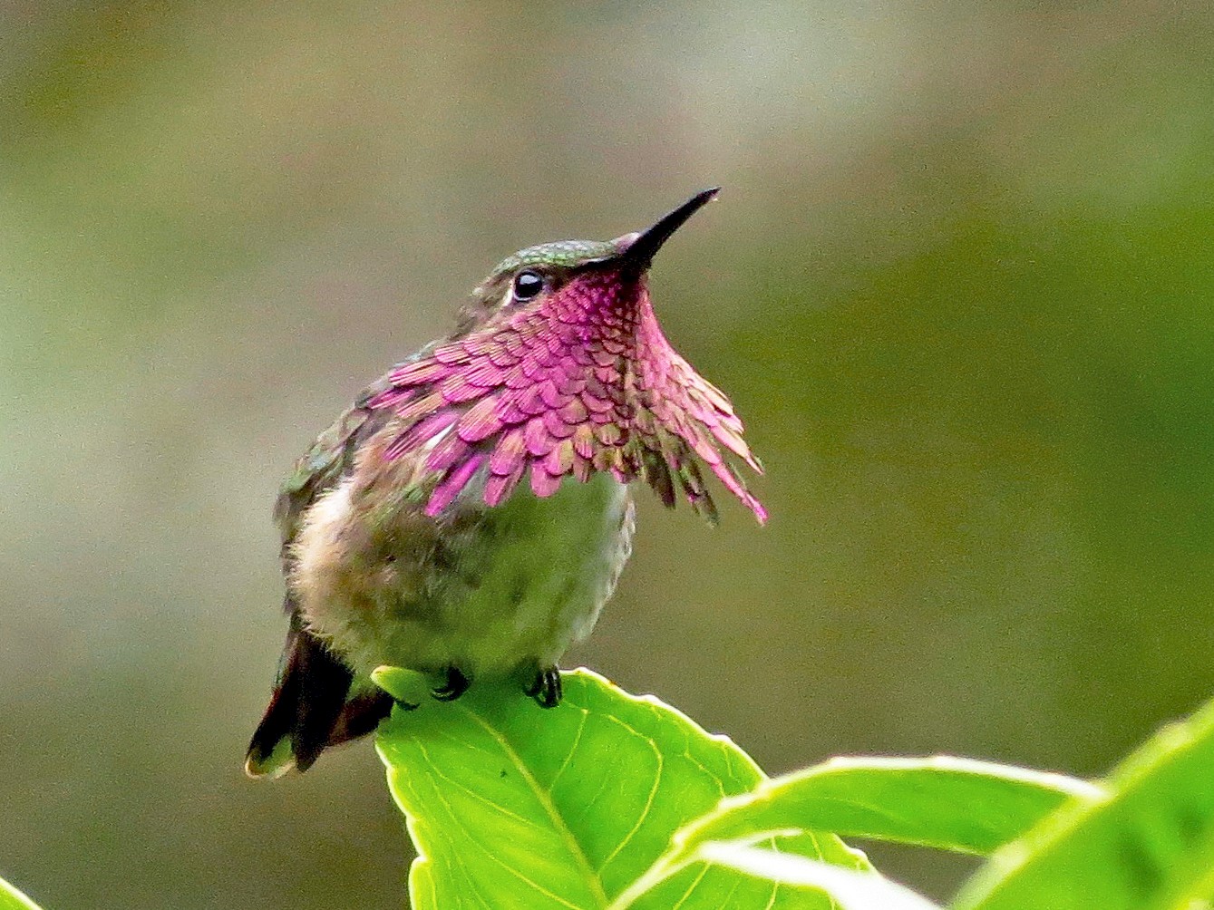 Wine-throated Hummingbird - eBird