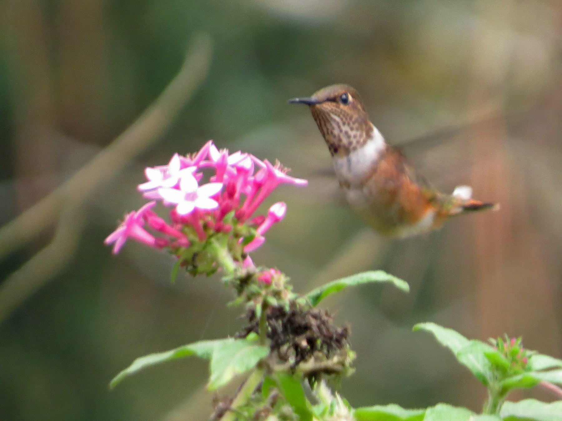Wine-throated Hummingbird - Guillermo Funes