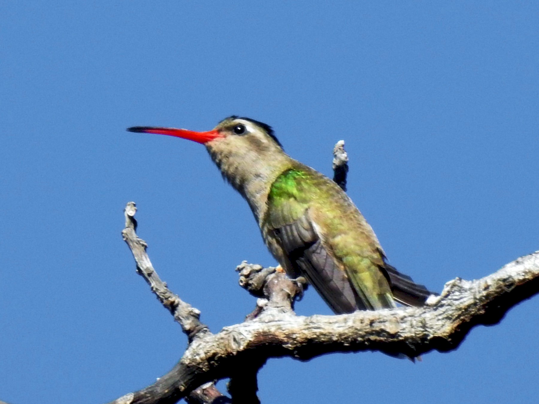 Dusky Hummingbird - Robert Lambeck