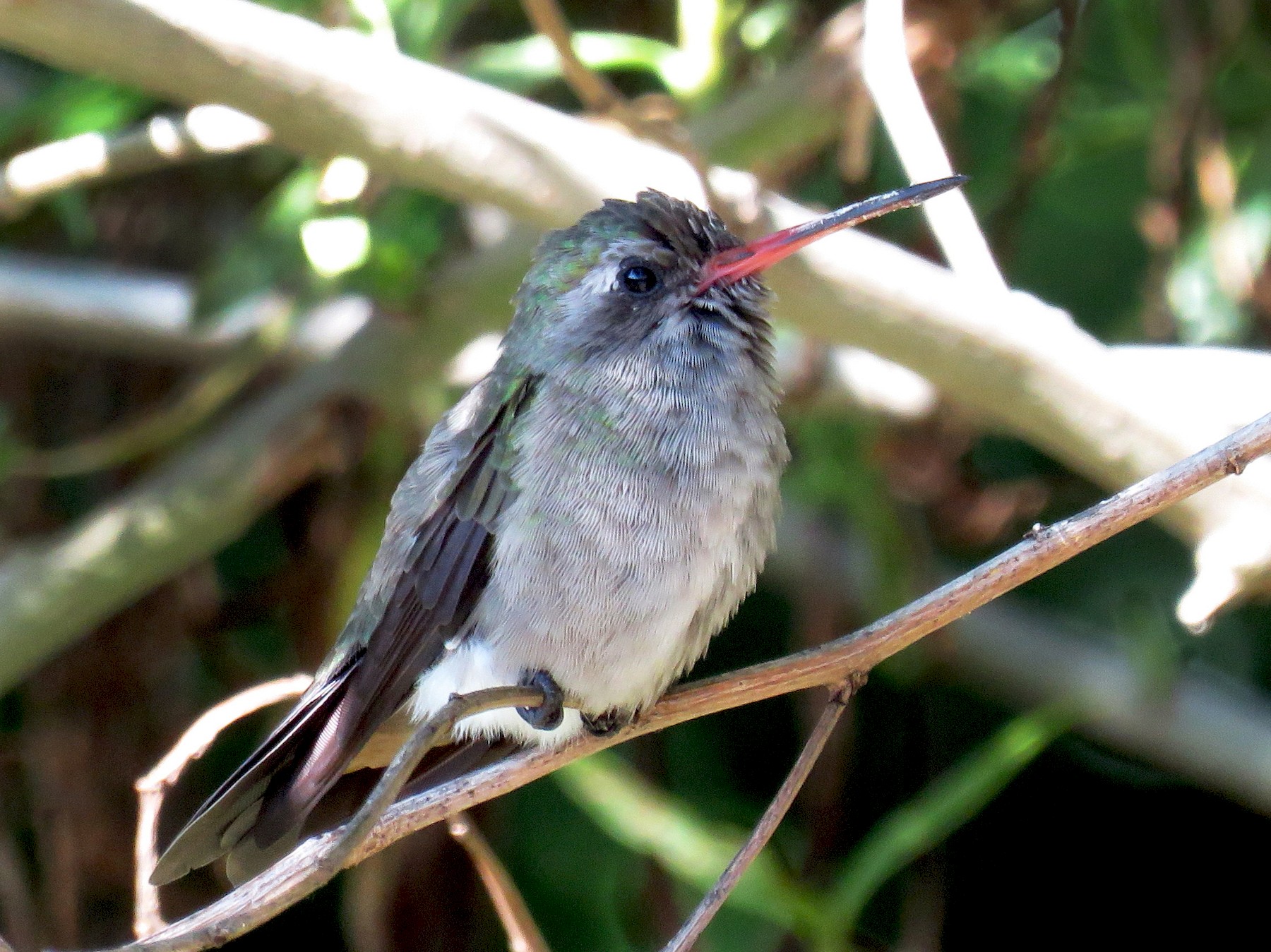 Dusky Hummingbird - Ariadna Tobon