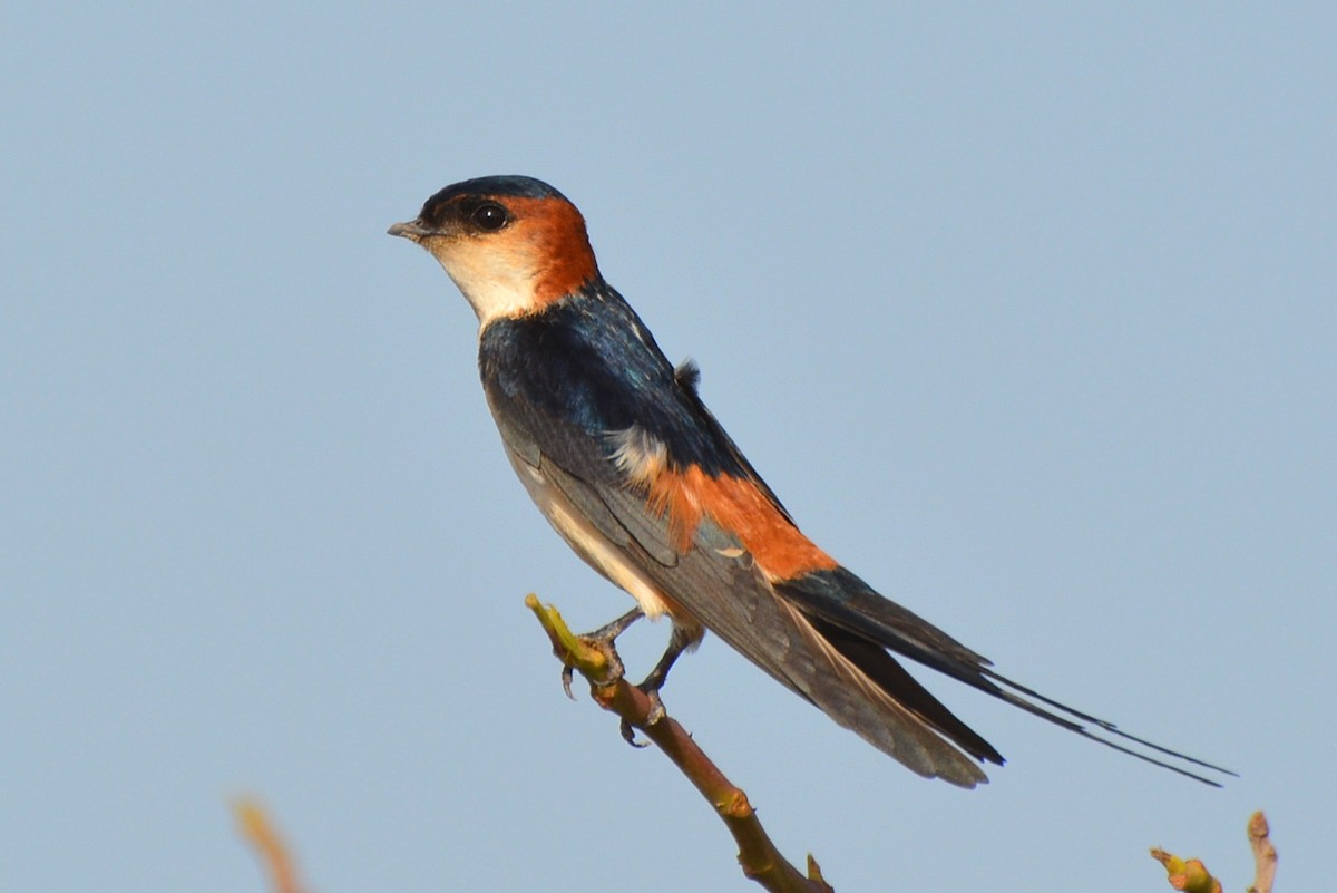 Red-rumped Swallow (West African) - Henry Cook