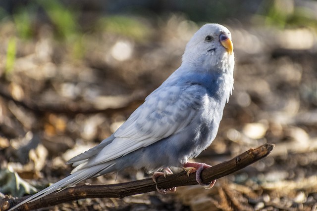 オウム目 インコ科 小さな種 Ebird