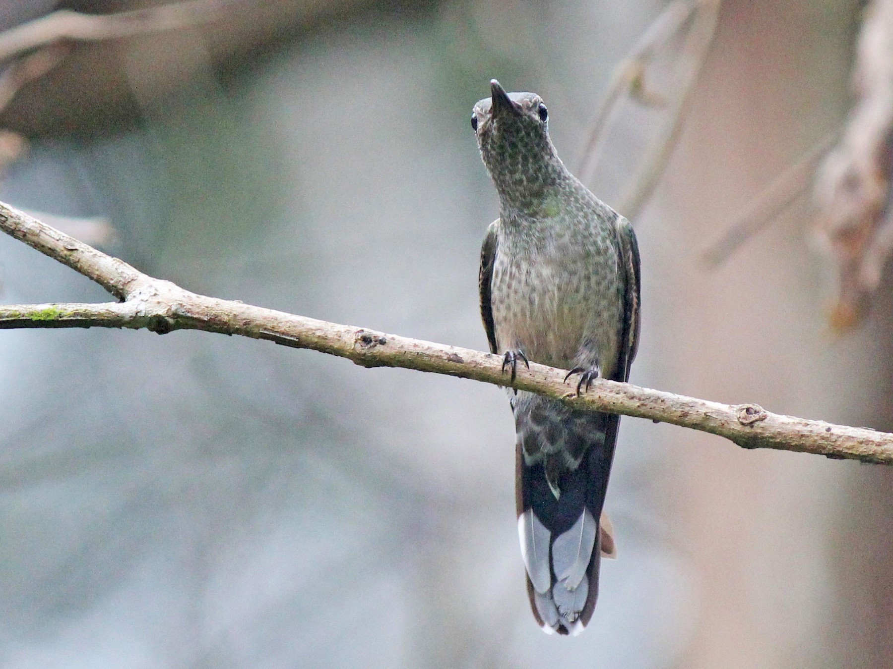 Scaly-breasted Hummingbird - Chuck Gates