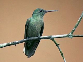  - Scaly-breasted Hummingbird