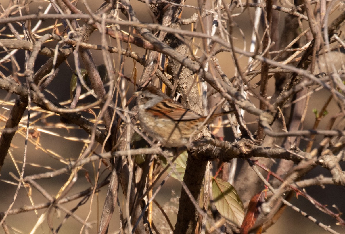 Swamp Sparrow - ML425900841