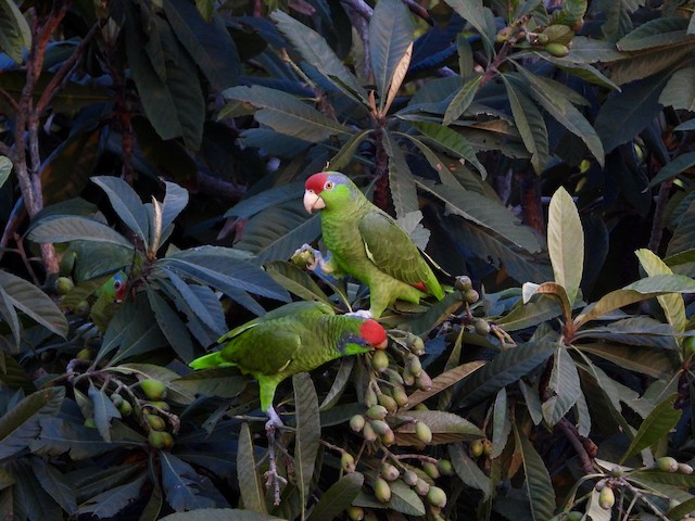 Birds feeding on medlars. - Red-crowned Parrot - 