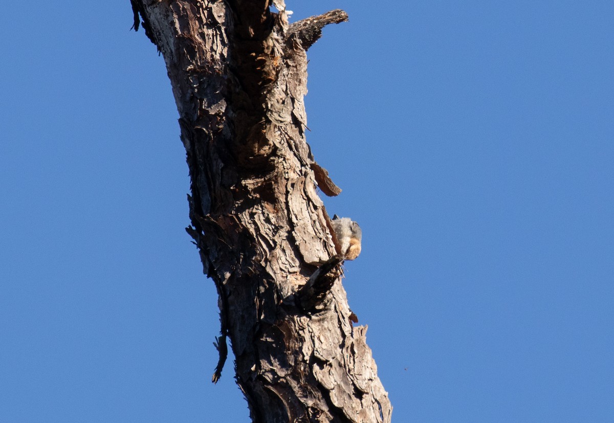 Brown-headed Nuthatch - ML425905001