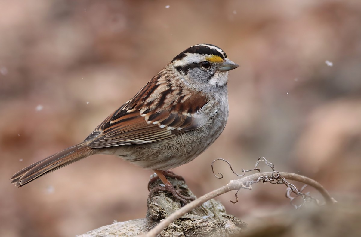 White-throated Sparrow - Channa Jayasinghe