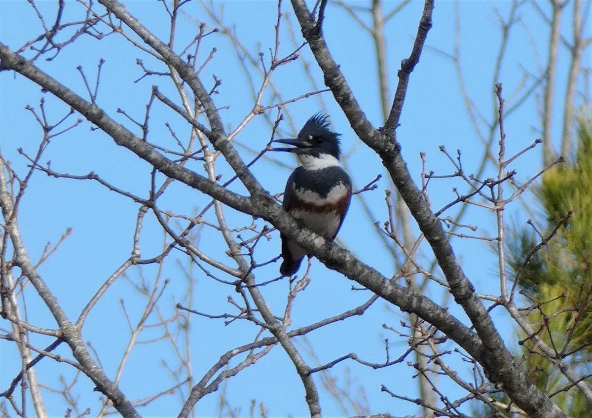 Belted Kingfisher - ML425911331