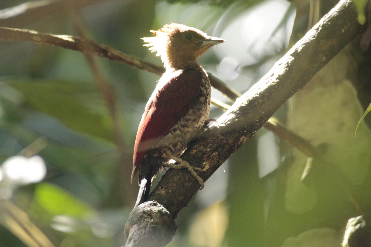 Banded Woodpecker - Fadzrun A.