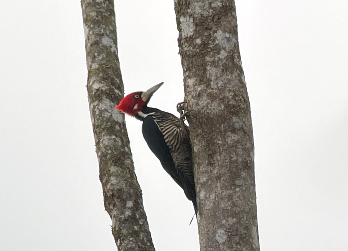 Crimson-crested Woodpecker - ML425912171